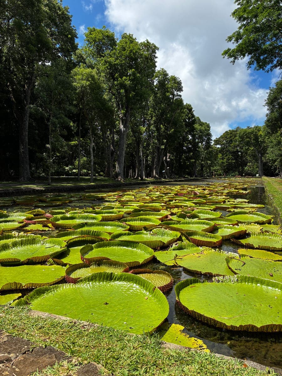 Nénuphars géants au jardin botanique de Pamplemousses